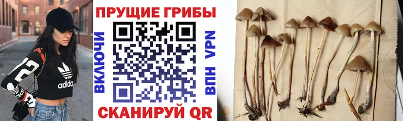 Галлюциногенные грибы ЛСД  где продают наркотики  Курчатов 